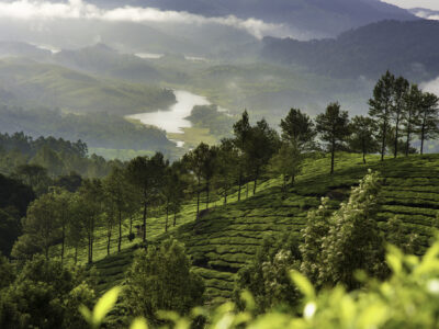 Munnar Kerala - YOAS Yoga Retreats